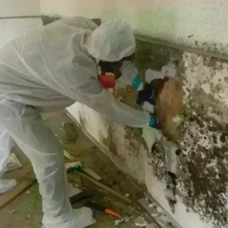 Mold Remediation and Removal in West Jefferson, OH